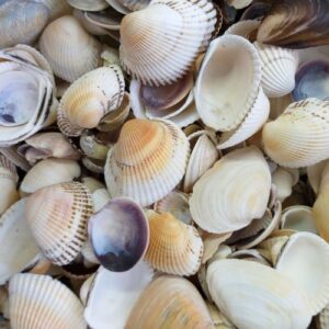Морские ракушки на вес