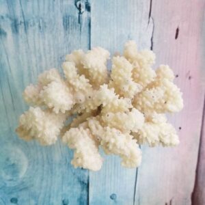 Коралл морской натуральный №23,12*8*7,5 см.