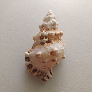 Колекційна морська мушля Tutufa rubeta, Філіппіни, 90 мм.