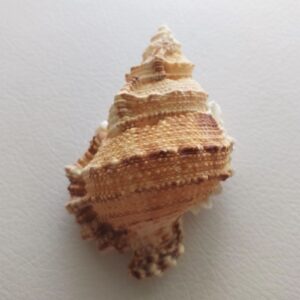 Колекційна морська мушля Tutufa boholica, Філіппіни, 85 мм.