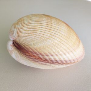 Морська ракушка Cocles brown claime, 120 мм, Філіппіни.