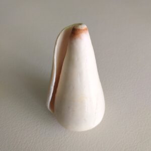 Морська черепашка Conus Virgo, 80 мм, Філіппіни