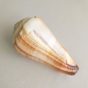 Морська черепашка Conus distans, 100 мм, Філіппіни