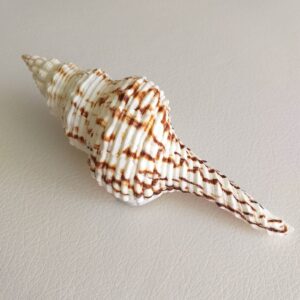 Колекційна морська мушля Fusinus nіcobaricus, 155 мм, Шрі-Ланка.
