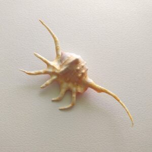 Морська ракушка Lambis Crocata, 155 мм, Індонезія.