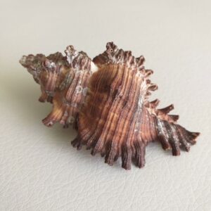 Морська мушля Murex microphyllus, 85 мм, Північ Шрі-Ланка.