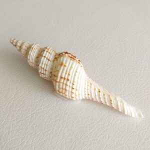 Колекційна морська мушля Nicobar spindle, 115 мм, Шрі-Ланка.