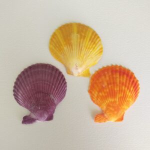 Морські ракушки Pectin Nobiles, 6,5-7 см, 3 шт./наб.